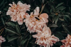Close-up of pale pink peonies in full bloom surrounded by dark green foliage.