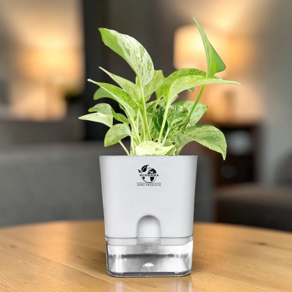 marble queen pothos