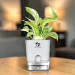 marble queen pothos