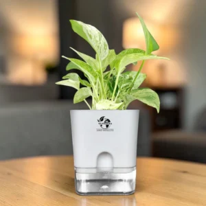 Surekha marble Queen Pothos Plant