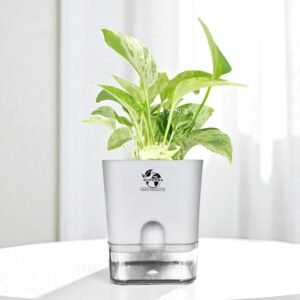 Surekha Agro Products Marble Queen Pothos - 12-14" with Self Watering Pot | Air-Purifying Indoor Plant for Easy Care