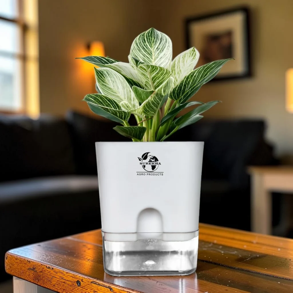 philodendron green princess