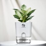 Philodendron Green Princess Healthy Live Plant With Self Watering Pot