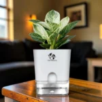 philodendron green princess