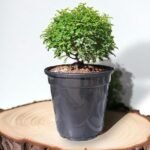 Table Kamini (Dwarf Orange Jasmine) - Fragrant & Easy Indoor/Outdoor Plant | Self-Watering Pot | Surekha Agro Products