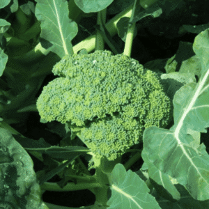 Broccoli F1 Seeds