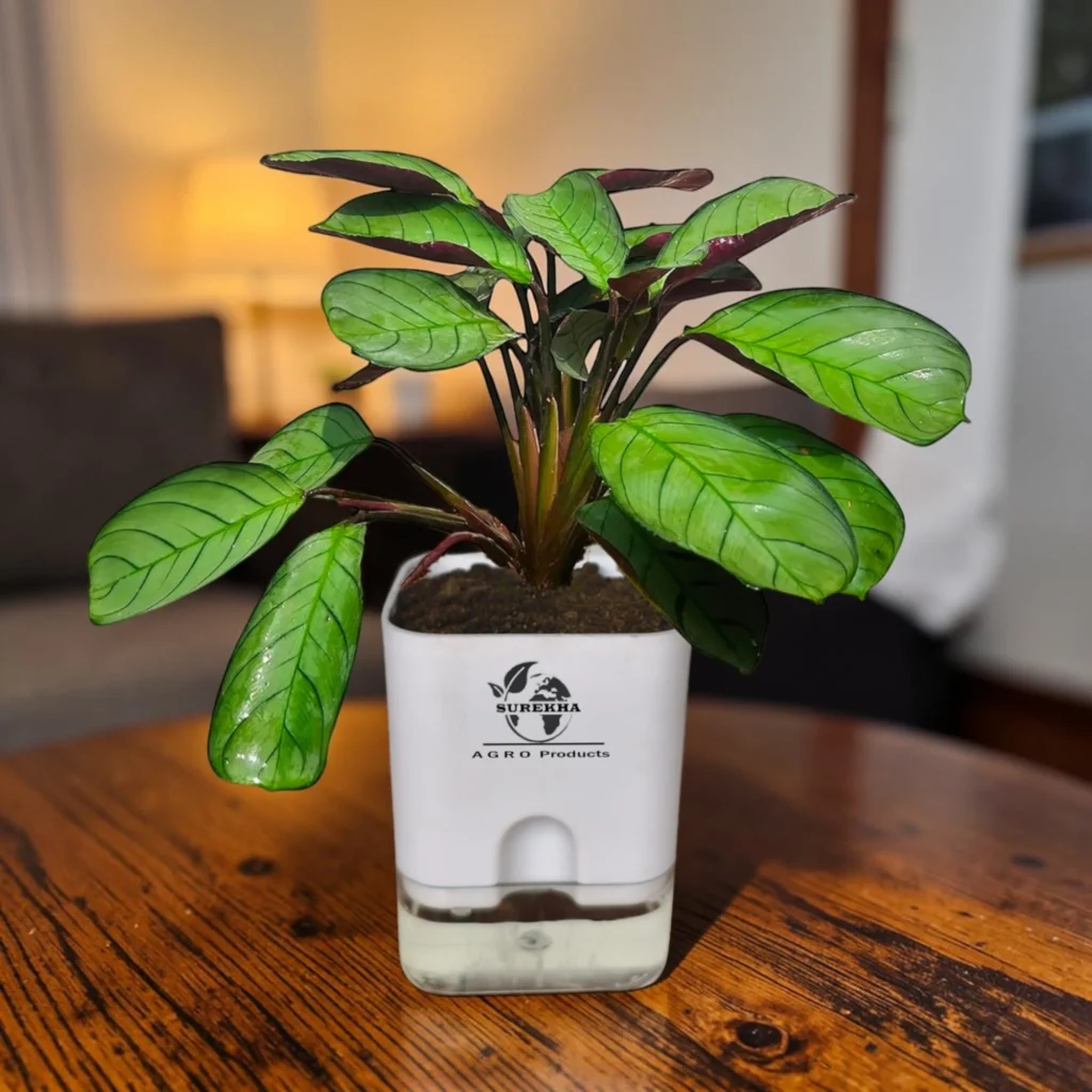 calathea Amagris