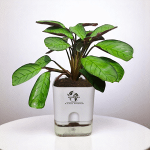 Surekha Agro Products Calathea Amagris - 8-10" with 5" Self-Watering Pot | Low Maintenance Indoor Plant for Stunning Foliage