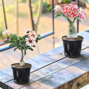 Surekha Adenium Grafted Desert Rose Live Plant