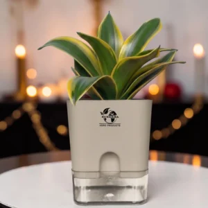 Golden Hahnii Snake Plant