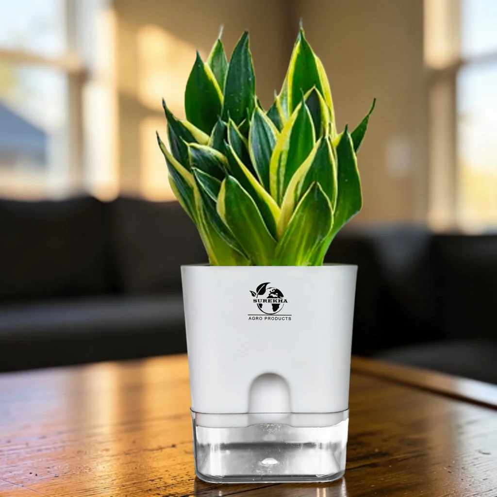 Snake Plant Golden hahnii Plant