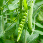 Peas Sweet Matar Seeds