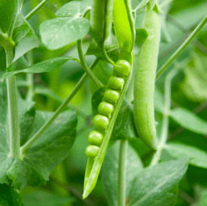 Peas Sweet Matar Seeds
