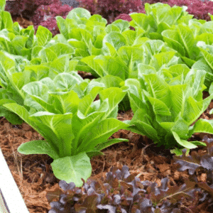 Lettuce Green Salad Seeds