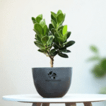China Bot Plant | Live Healthy Plant | Good Luck Feng Shui Plant