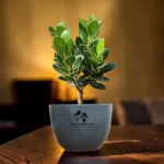 chinese banyan plant