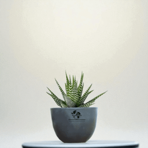 Haworthia Attenuata Live Zebra Succulent plant | Indoor plants For Living Room | Succulent Plants Live Plant | Indore Plant Live With Pot- White |