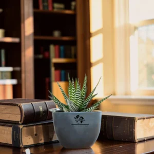 Surekha Haworthia Attenuata (Zebra Plant)