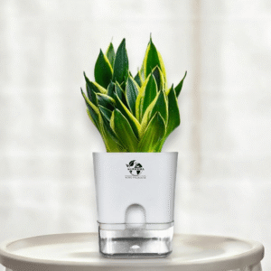 Sansevieria Golden Hahnii Lotus Snake Plant with Self-Watering Pot