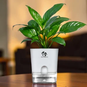 Surekha Peace Lily Live Indoor Plant