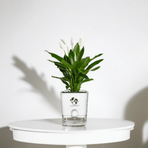 Peace Lily (Spathiphyllum) Live Plant With Self-Watering Pot