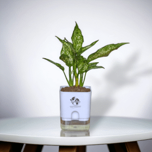 Aglaonema (Chinese Evergreen) – Easy Care & Colorful Indoor Plant | Self-Watering Pot | Surekha Agro Products