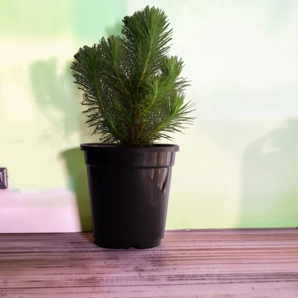 Pine Tree