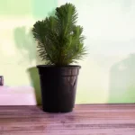 Pine Tree