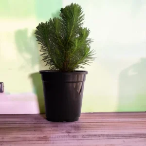 Surekha Dwarf pine tree Live Plant