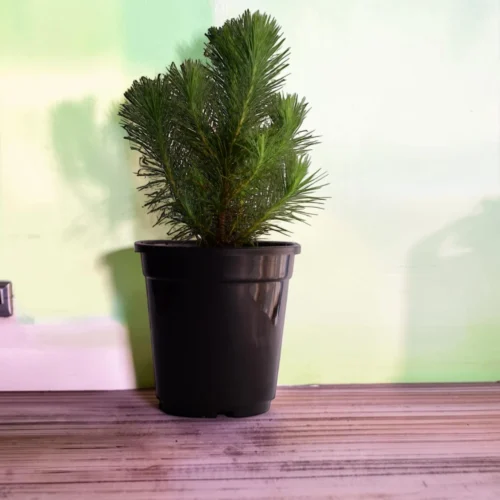 Surekha Pine Tree Pine Tree