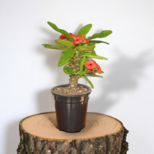 Mili Flower Plant (Crown of Thorns) - Stunning Blooms & Easy Care | 5 Inch Pot | Surekha Agro Products