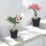 adenium desert rose