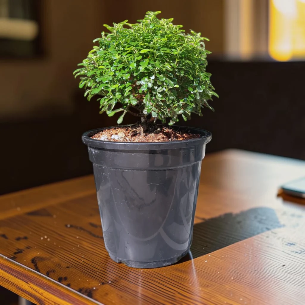table kamini plant