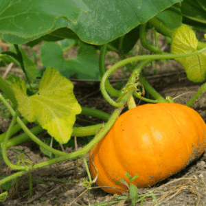 Hybrid Pumpkin Seeds