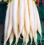 Radish Mooli Long White Seeds
