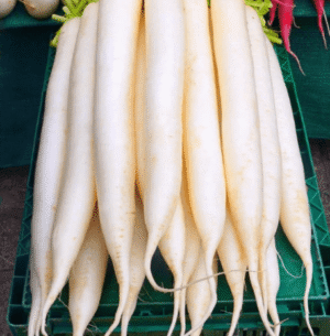 Radish Mooli Long White Seeds
