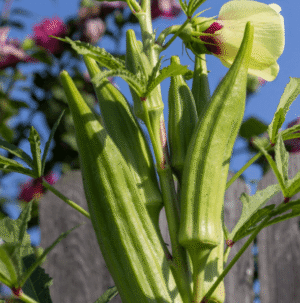 Okra / Lady Finger / Bhindi Hybrid Seeds - 50 Seeds