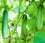 Cucumber (Kheera) Hybrid Seeds