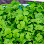 Coriander (Dhaniya) Seeds Hybrid