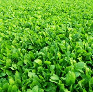 Spinach (Palak) Seeds Hybrid