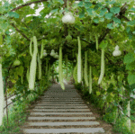 Bottle Gourd (Lauki / Ghiya) Long Seeds