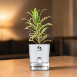 Songs of India Plant
