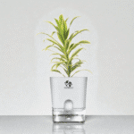 Dracaena Reflexa (Songs of India) With Self-Watering Pot