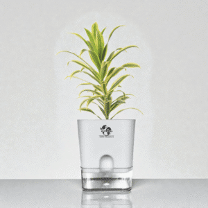 Dracaena Reflexa (Songs of India) With Self-Watering Pot