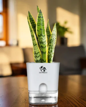 snake plant