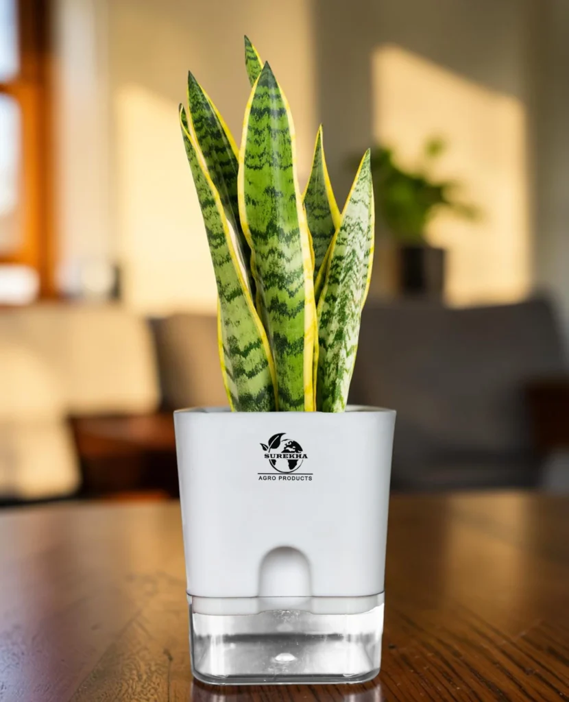 snake plant