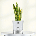 Surekha Sansevieria Laurentii Snake Plant Live in Self Watering AquaNest Pot | Indoor Air Purifying Houseplant | Easy Low Maintenance, Drought Tolerant Plant for Home & Office Decor​