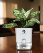 Aglaonema Chinese Evergreen