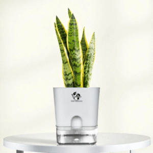 Surekha Sansevieria Laurentii Snake Plant Live in Self Watering AquaNest Pot | Indoor Air Purifying Houseplant | Easy Low Maintenance, Drought Tolerant Plant for Home & Office Decor​