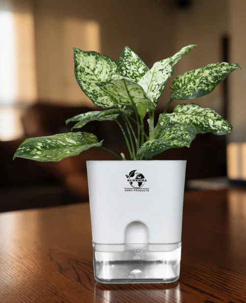 Surekha Aglaonema Chinese Evergreen Aglaonema Chinese Evergreen